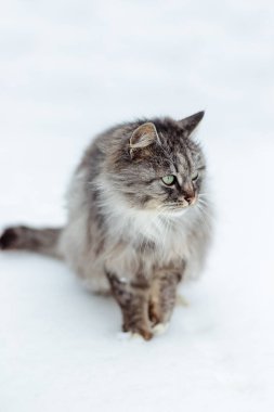 Gri bir kırsal kedi kış portresi