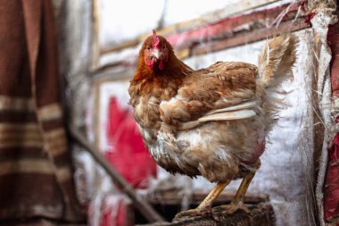 Çiftlikteki tavuklar. Tonlanmış, stil, renk fotoğrafı
