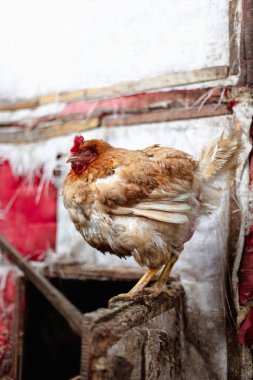 Çiftlikteki tavuklar. Tonlanmış, stil, renk fotoğrafı