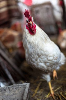 Çiftlikteki tavuklar. Tonlanmış, stil, renk fotoğrafı