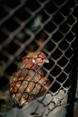 Çiftlikteki tavuklar. Tonlanmış, stil, renk fotoğrafı