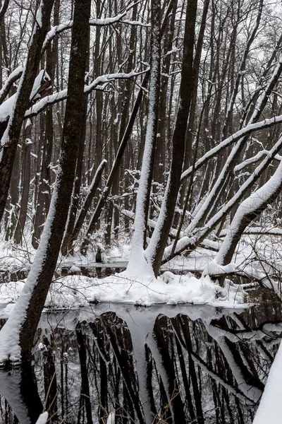 Bela Floresta Inundada Tempo Inverno — Fotografia de Stock