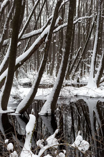 Belle Forêt Inondée Hiver — Photo