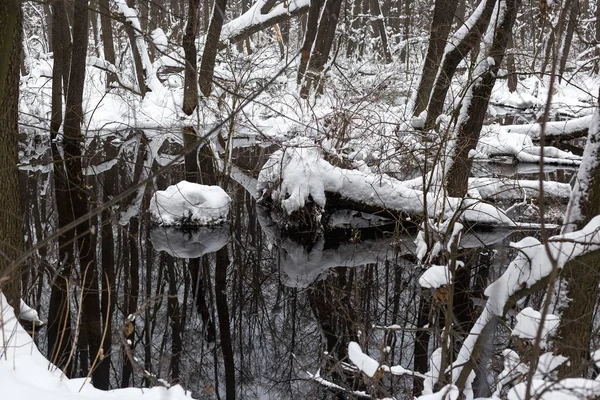 Beautiful Flooded Forest Winter Time — Stock Photo, Image