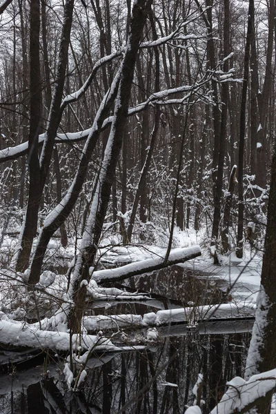 Hermoso Bosque Inundado Invierno — Foto de Stock