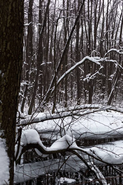 Belle Forêt Inondée Hiver — Photo