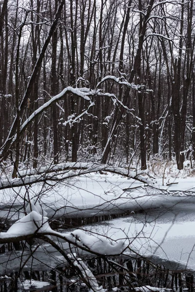 Belle Forêt Inondée Hiver — Photo