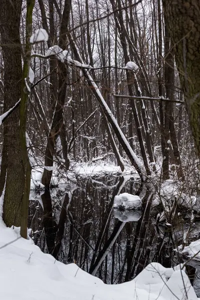 Belle Forêt Inondée Hiver — Photo