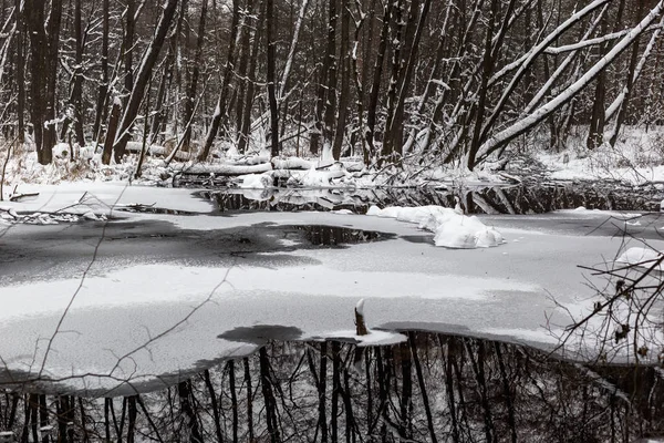 Hermoso Bosque Inundado Invierno — Foto de Stock