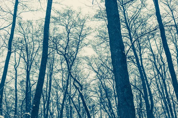 Δέντρα Στο Χειμερινό Δάσος — Φωτογραφία Αρχείου