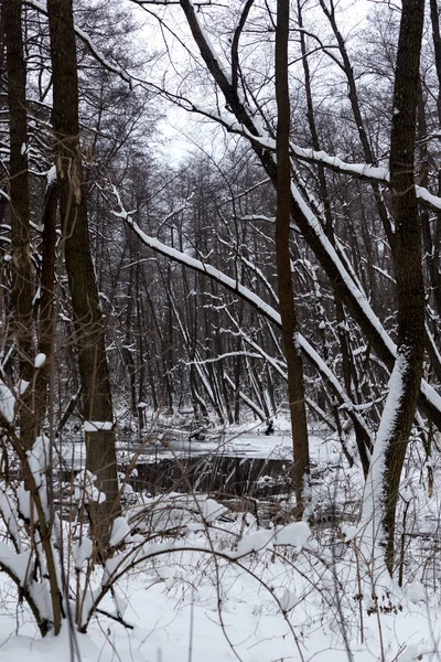 Belle Forêt Inondée Hiver — Photo