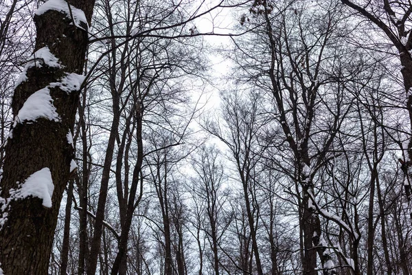 Árvores Floresta Inverno — Fotografia de Stock