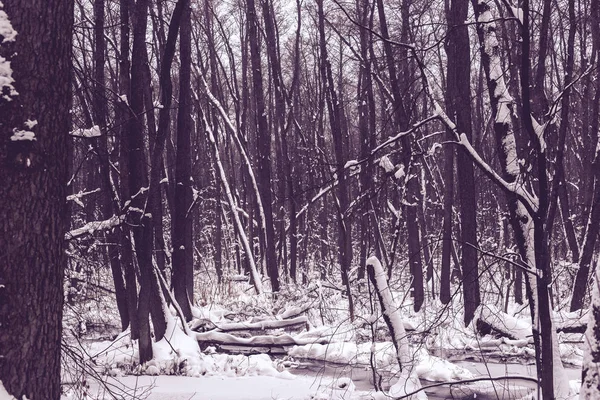 Beautiful Flooded Forest Winter Time — Stock Photo, Image