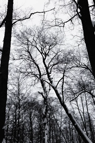 Stromy Zimním Lese — Stock fotografie