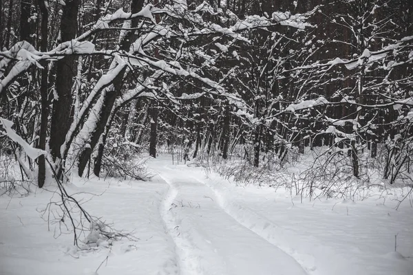 Заснеженная Дорога Зимнем Сосновом Лесу — стоковое фото