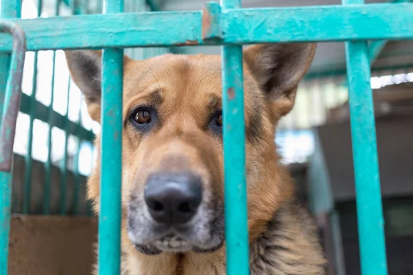 Ein Großer Trauriger Schäferhund Einer Alten Voliere Tönendes Stilvolles Foto — Stockfoto