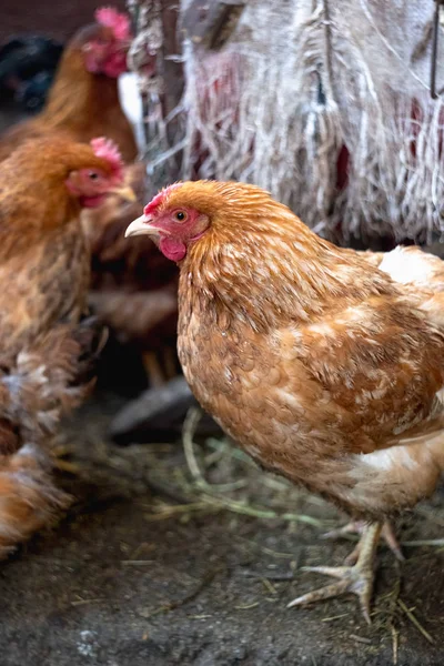 Çiftlikteki tavuklar. Tonlanmış, stil, renk fotoğrafı.