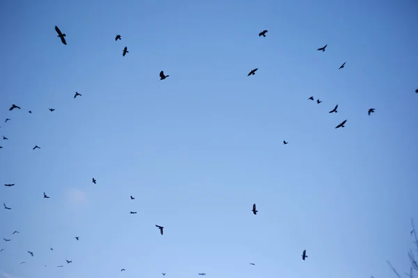 Cuervos Negros Cielo —  Fotos de Stock