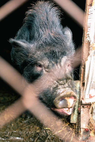 Vietnamese pig behind a mesh fence on a farm