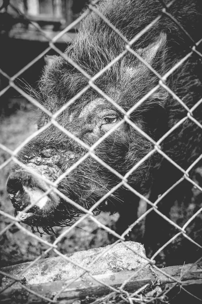 Porco Vietnamita Atrás Uma Cerca Malha Numa Quinta Fotografia Monocromática — Fotografia de Stock