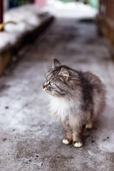 Retrato Gato Rural Gris Invierno — Foto de Stock