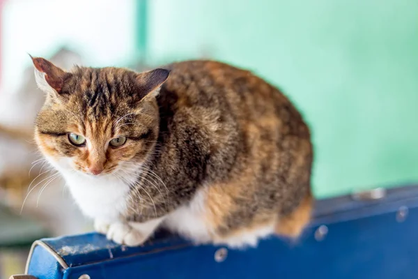 Porträt Einer Roten Katze Auf Dem Land — Stockfoto