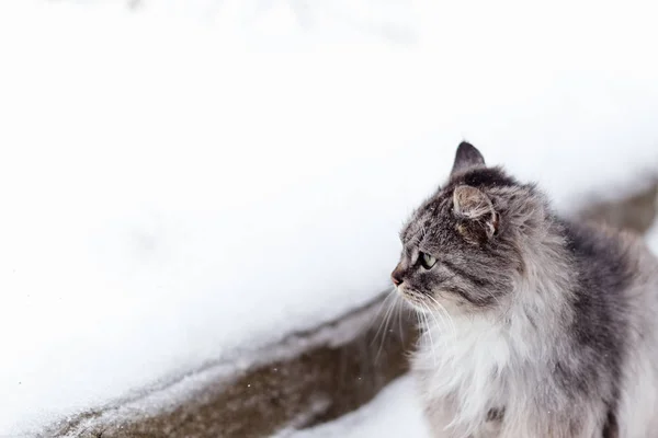 Ritratto Gatto Grigio Rurale Inverno — Foto Stock