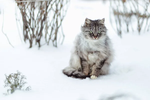 Porträt Einer Grauen Landkatze Winter — Stockfoto