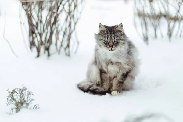 Ritratto Gatto Grigio Rurale Inverno — Foto Stock