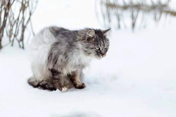 Porträtt Grå Landsbygdens Katt Vintern — Stockfoto