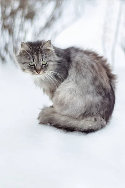 Porträt Einer Grauen Landkatze Winter — Stockfoto