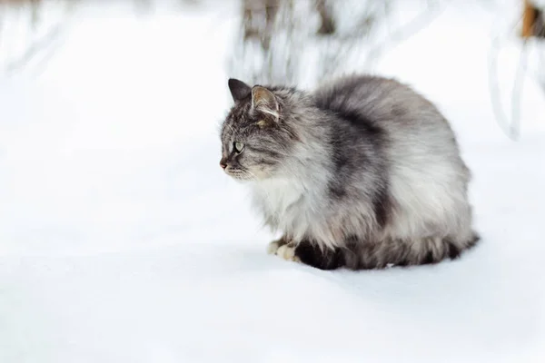 一个灰色的农村猫在冬天的肖像 — 图库照片