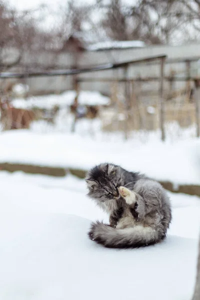 Portrait of a gray rural cat in winter