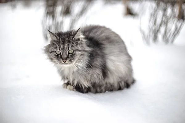 Porträt Einer Grauen Landkatze Winter — Stockfoto