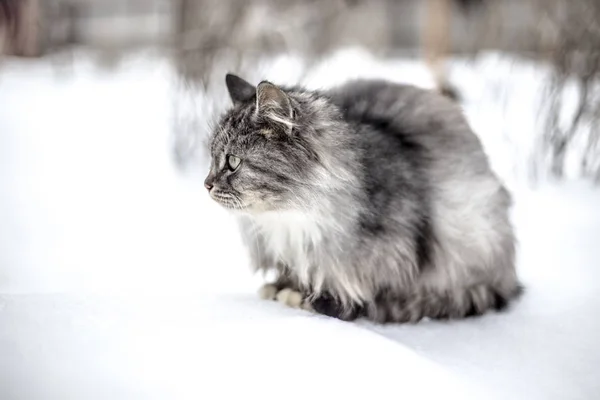 Retrato Gato Rural Gris Invierno — Foto de Stock