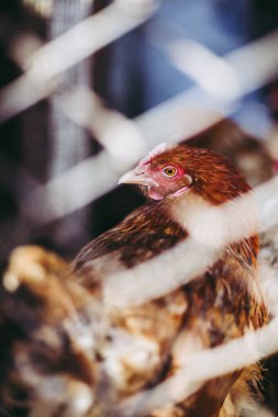 Çiftlikteki tavuklar. Tonlanmış, stil, renk fotoğrafı