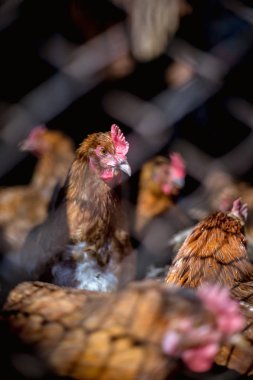 Çiftlikteki tavuklar. Tonlanmış, stil, renk fotoğrafı