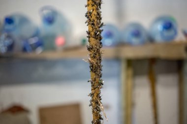 Yapışkan bant ile ölü sinekler.