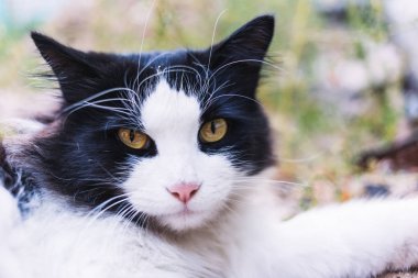 Güzel siyah ve beyaz kedi yalan yere.
