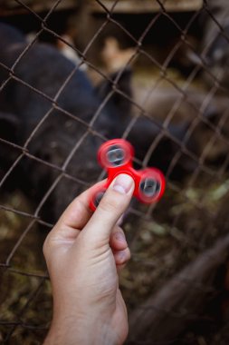 El ile domuz arka plan üzerinde kırmızı topluca spinner ile fotoğraf kapatmak