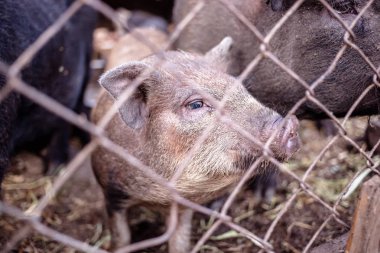 Metal kafes arkasında çiftlikte domuz.