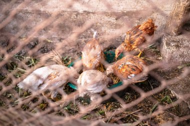 Tavuk çiftliği çitin arkasında yemek