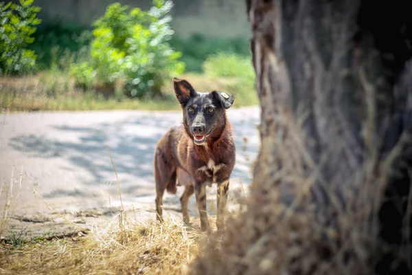 Verlaten Dakloze Loslopende Hond Met Een Chip Het Oor — Stockfoto