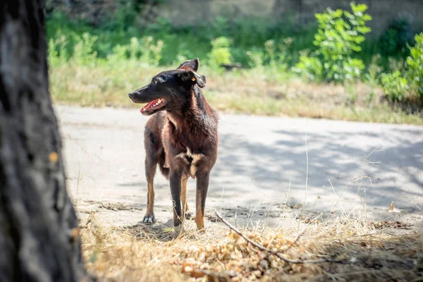 Abandoned homeless stray dog with a chip in the ear.