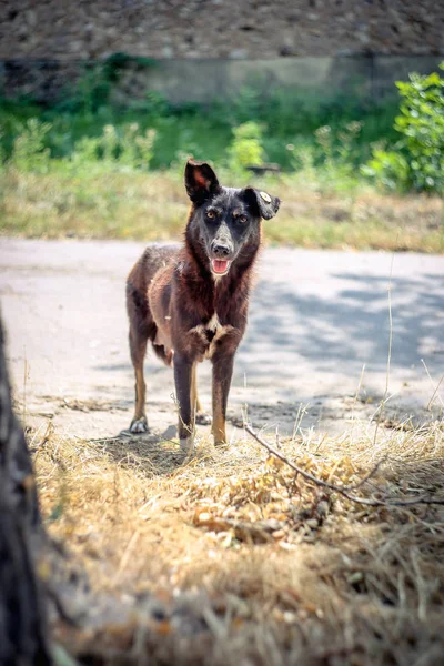 Terk Edilmiş Evsiz Sokak Köpeği Bir Çip Kulak Ile — Stok fotoğraf