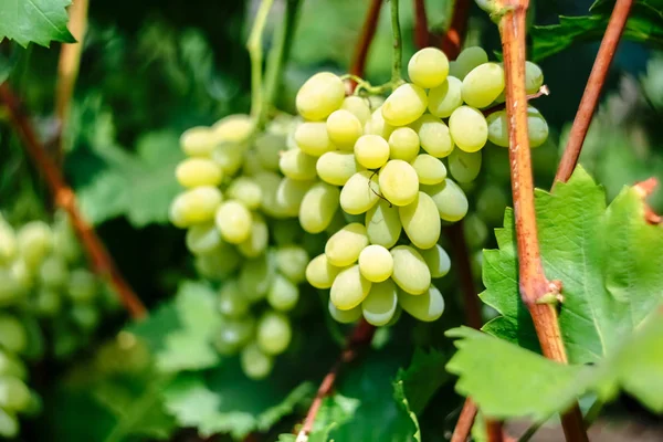 Ramo Uvas Verdes Maduras — Foto de Stock