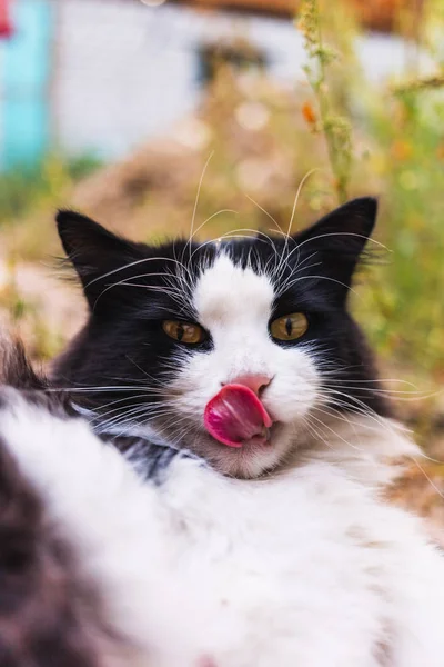 Vacker Svart Och Vit Katt Ligg Marken — Stockfoto