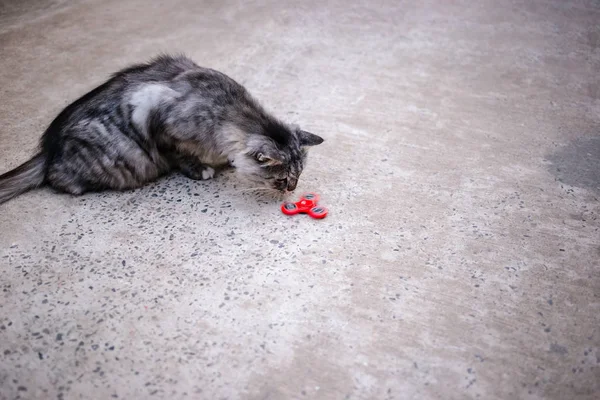 Red Fidget Spinner Gray Cat — Stock Photo, Image