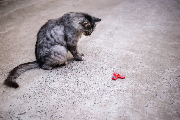 赤そわそわスピナーと灰色の猫 — ストック写真