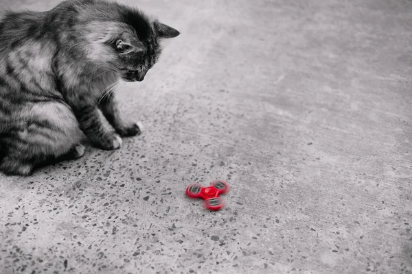 Vermelho Fidget Spinner Cinza Gato — Fotografia de Stock